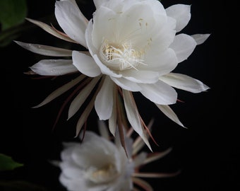 5x cuttings (1 set) - Queen of the night ~ Epiphyllum Oxypetalum