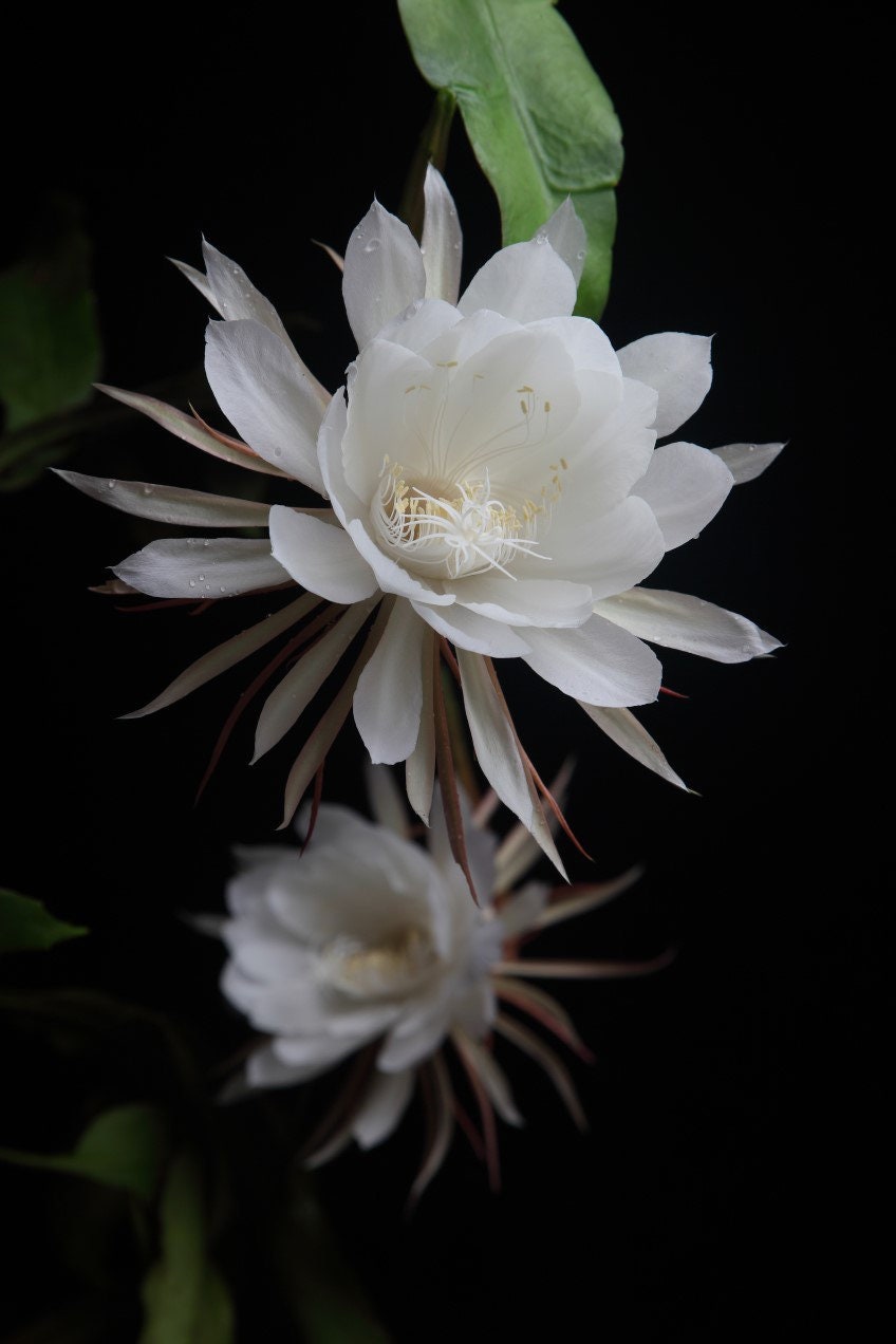 Artificial Queen of the Night Flower Stems, Fake Epiphyllum Oxypetalum,  Night Blooming Cereus, Home Floral Decor, Wedding Party Arrangement 