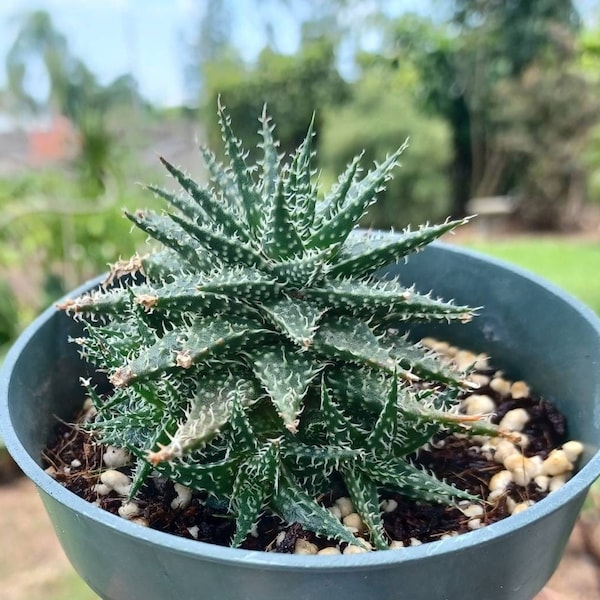 RARE Haworthia-Leaved Aloe Live Succulent / Aloe Haworthioides