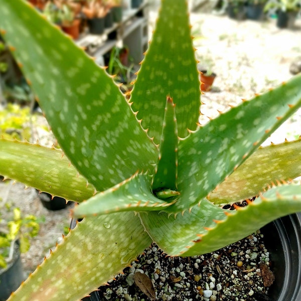 Aloe maculata / Soap Aloe / Zebra Aloe Live Succulent