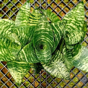 Bird's Nest Sansevieria / Sansevieria trifasciata Hahnii