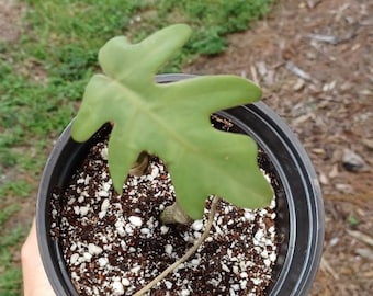 Philodendron Mayoi RARE Live Houseplant