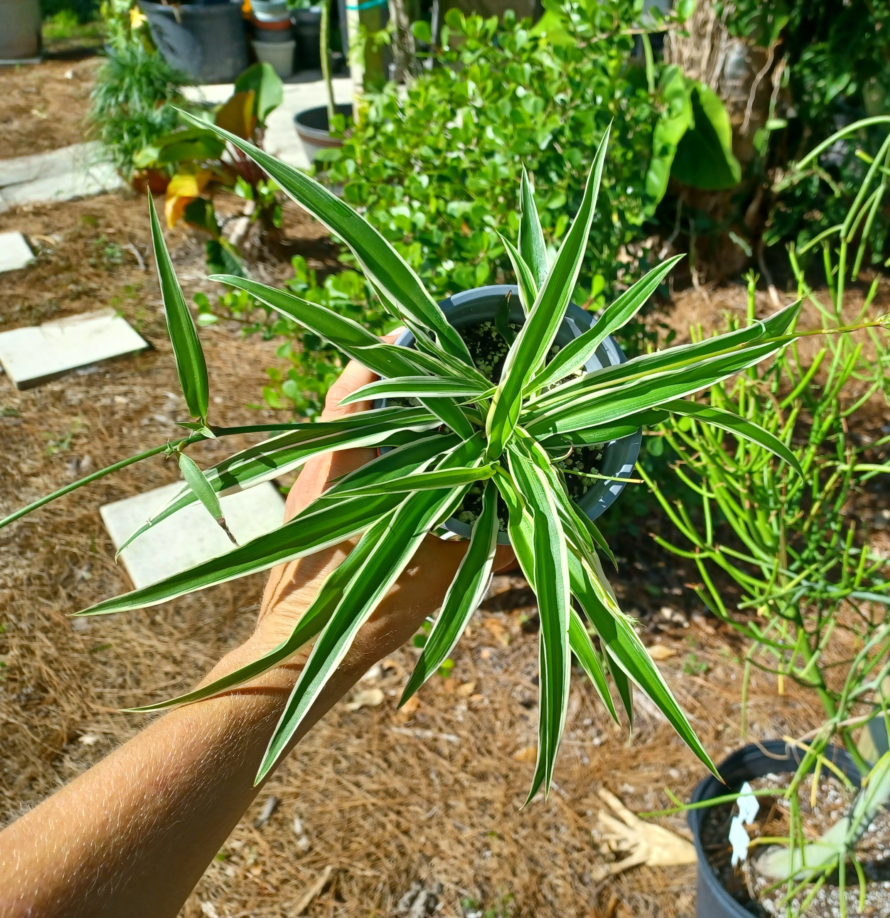 Chlorophytum Laxum / Spider Plant / Zebra Grass - Etsy
