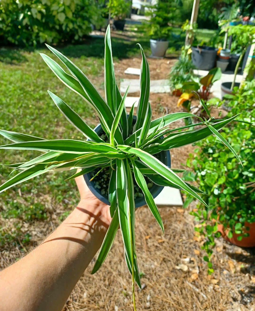Chlorophytum Laxum / Spider Plant / Zebra Grass - Etsy