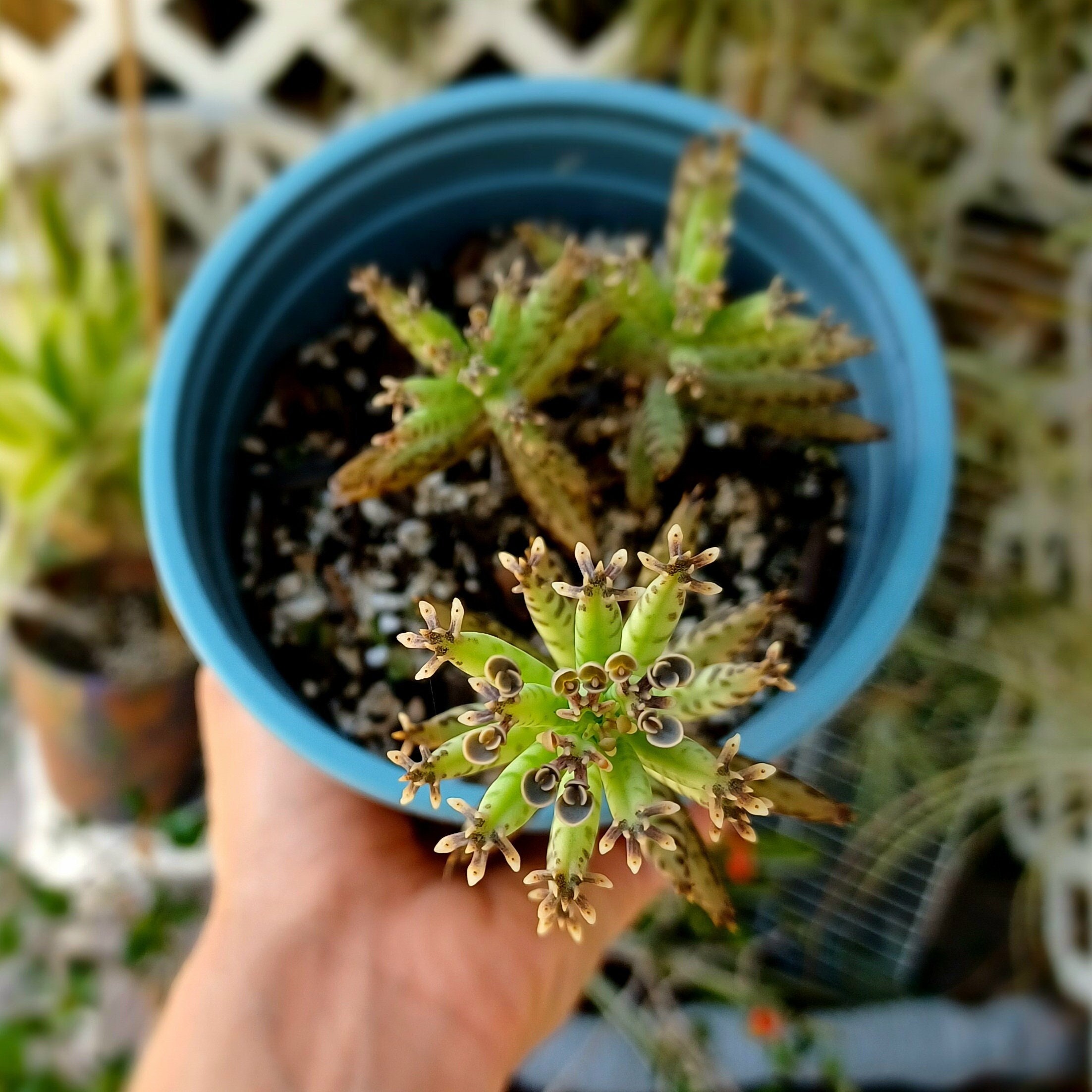 Kalanchoe Mother Of Millions Succulent Etsy Kalanchoe mother of millions succulent etsy