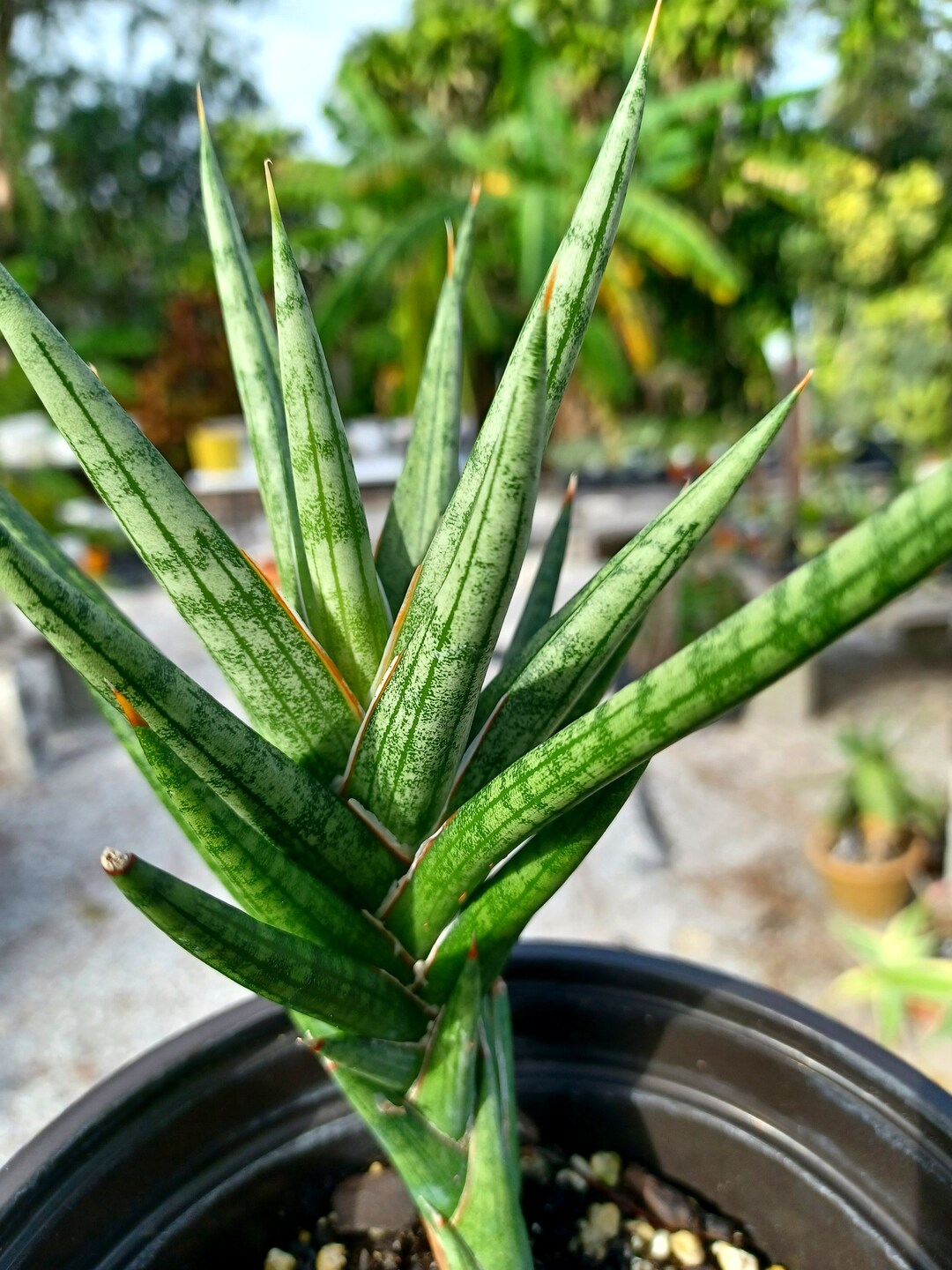 Sansevieria Francisii / LIVE PLANT / Gorgeous Spiky Snake Plant Variety ...