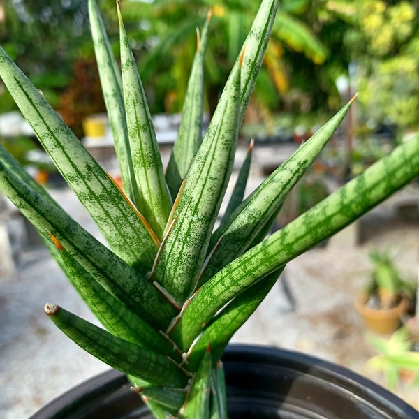 Sansevieria Francisii / LIVE PLANT / Gorgeous Spiky Snake Plant Variety / Dracaena Francisii