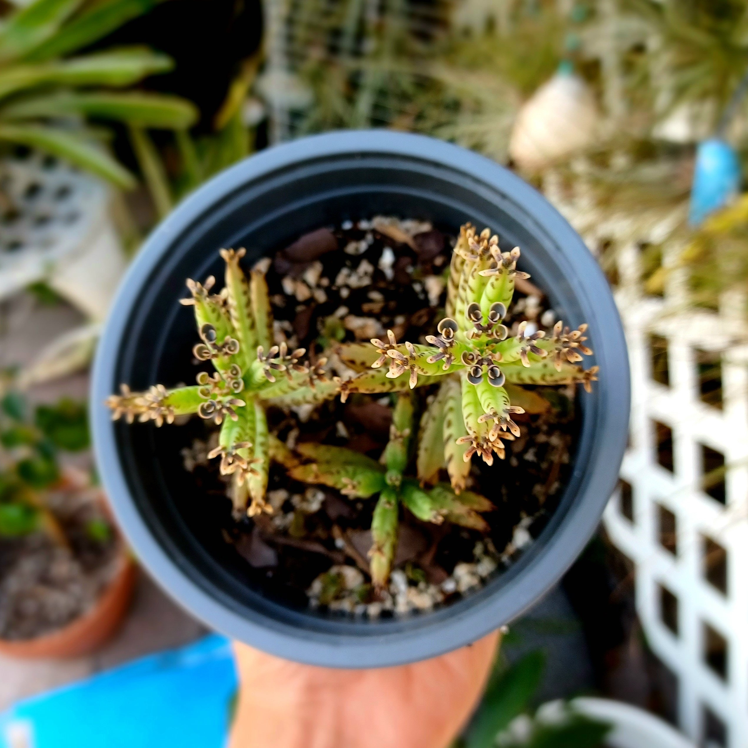 Mother Of Millions Succulent Mother Of Millions Succulent