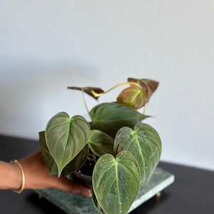 May include: A potted Philodendron plant with heart-shaped, dark green leaves. The plant is in a black pot, sitting on a square, green marble tray. The leaves have a velvety texture and visible veins. The background is a plain white wall.
