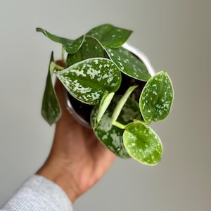 May include: A close-up of a potted Scindapsus pictus plant, also known as Satin Pothos. The plant has vibrant green leaves with silver variegation. The plant is held in a clear pot.