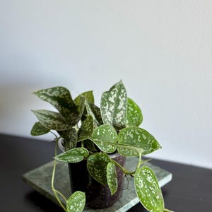 May include: A potted houseplant with green leaves speckled with white spots. The plant sits in a dark pot on a square, green marble-like tile. The background is a plain white wall and a dark surface.