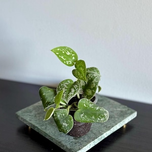 May include: A small potted plant with green leaves speckled with white spots. The plant sits on a square, green marble tray with gold-colored feet. The background is a plain white wall and a dark surface.