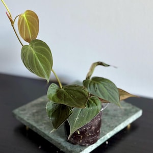 May include: A Philodendron Micans plant in a clear plastic pot, with heart-shaped green leaves and new growth with reddish-brown hues. The plant sits on a square, green marble tray with gold-colored feet. The background is a plain white wall.