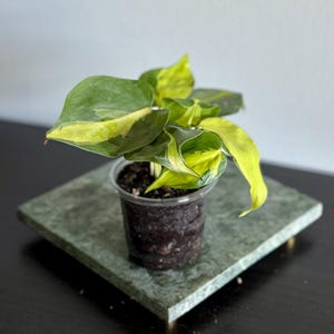 May include: A small potted plant with green and yellow leaves sits on a square, green marble tray. The plant is in a clear plastic pot filled with dark soil. The tray is on a dark surface.