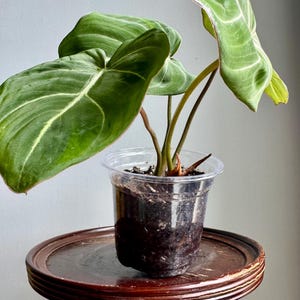 May include: A potted plant with large, veined green leaves and reddish stems. The plant is in a clear plastic pot, sitting on a small, dark wooden table. The leaves have prominent white veins.