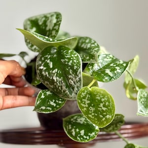 Satin Pothos 5” Pot | Silver Shimmer Trailing Plant | Rare Scindapsus | Margaret's Pink House