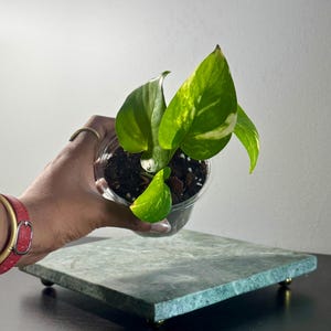 Golden Pothos Plant | Trailing Vine, Low Light, Beginner-Friendly Houseplant | 3.5–4” Pot | Margaret’s Pink House