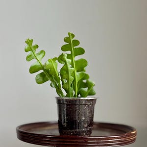 May include: A small, green plant with unique, segmented leaves is potted in a clear plastic container. The plant sits on a dark brown, round table with a single pedestal base. The background is a plain, light gray.