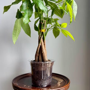 May include: A Pachira aquatica money tree plant with a braided brown trunk and vibrant green palmate leaves. The plant is potted in a clear plastic container filled with dark soil, and a thin yellow band secures the braided stems near the top.