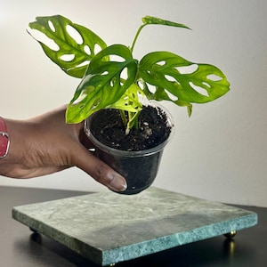 May include: A small Monstera adansonii plant with vibrant green, heart-shaped leaves featuring characteristic natural holes, potted in a clear plastic container filled with dark potting soil, showcasing its distinct fenestrated foliage.