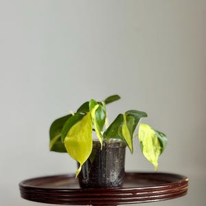 May include: A small potted plant with green and yellow leaves sits on a dark brown, round table. The plant is in a clear plastic pot. The table has a pedestal base and a decorative edge.
