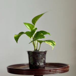 May include: A small potted plant with vibrant green and yellow leaves. The plant is in a dark plastic pot, sitting on a dark brown, round wooden table. The background is a plain, light gray wall.