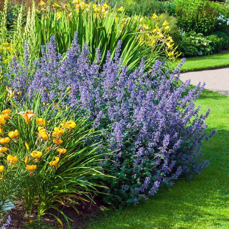 Walker's Low Catmint
