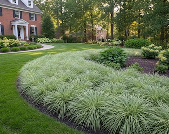 50 Perennial Carex pensylvanica Ornamental Grass Bulk Native Landscape Plants