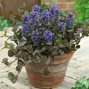 Peut inclure: Un pot en terre cuite contenant une plante Ajuga reptans avec un feuillage sombre, brillant et bronze-pourpre, ainsi que plusieurs épis dressés de petites fleurs bleu vif. La plante présente un port dense et bas avec des feuilles étalées.