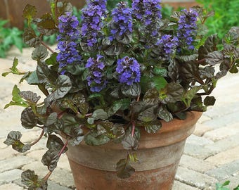 5 Live Perennial Ajuga Chocolate Chip Bugleweed Bulk Landscape Plants Flowers Herbs