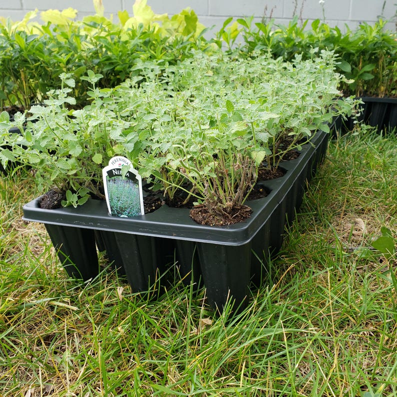 Walker's Low Catmint - Thumbnail 2