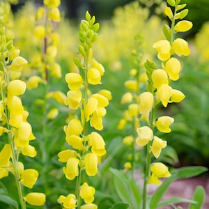 5 Baptisia Mojito False Indigo Plants: Drought Tolerant Perennial