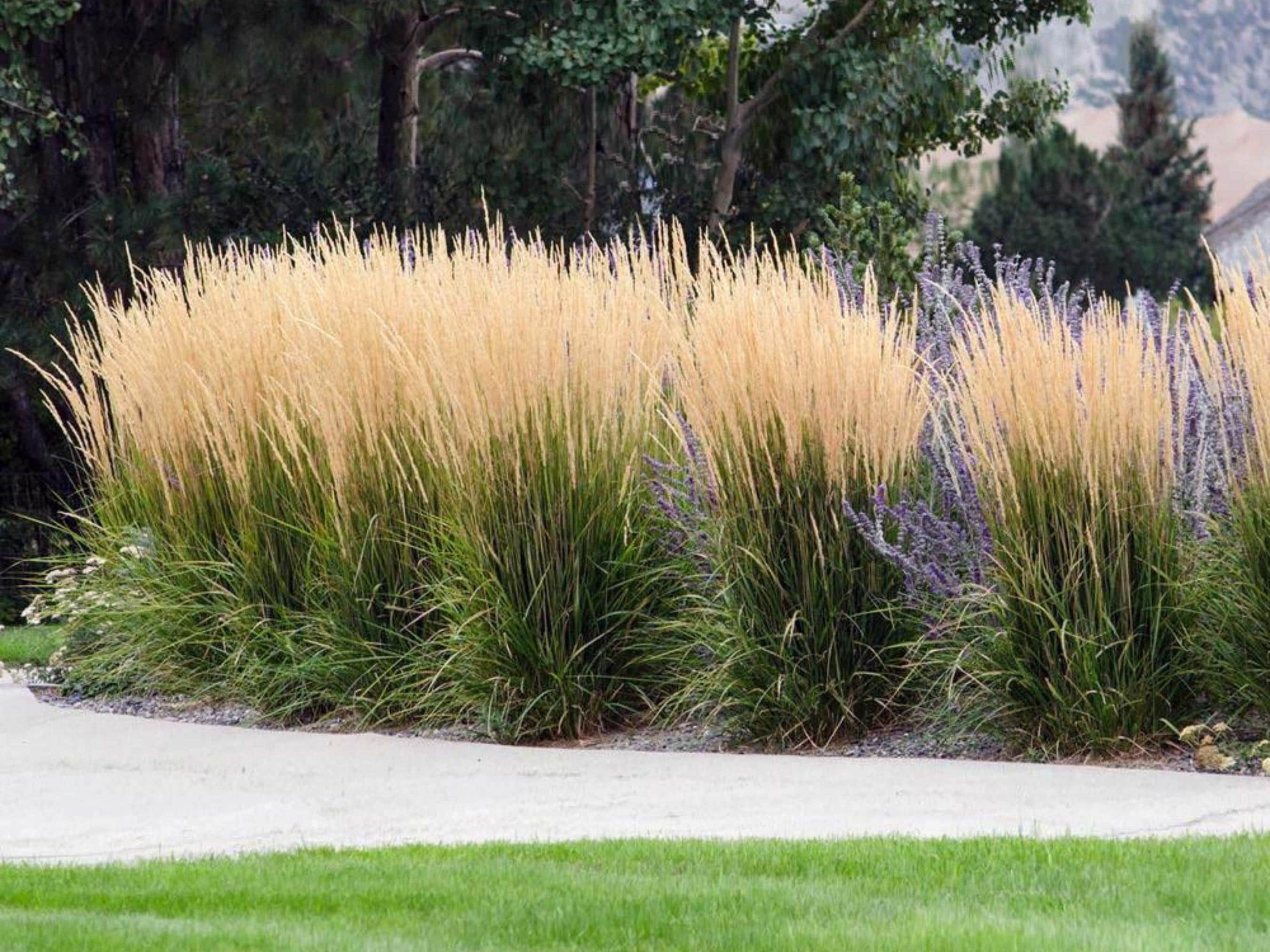 10/15/30 Perennial Karl Foerster Feather Reed Ornamental Grass Privacy