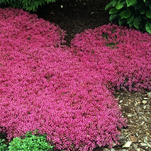 May include: A close-up of a ground cover plant with small, bright pink flowers. The plant is growing in a garden setting.