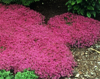 10/15/30 Live Perennial Red Creeping Thyme Bulk Landscape Plants Flowers