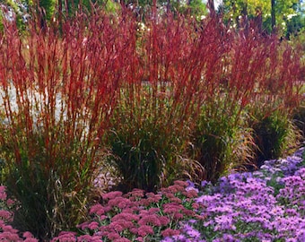 10/15/30 Perennial Andropogon ‘Dancing Wind’ Big Bluestem Landscape Plants Grass