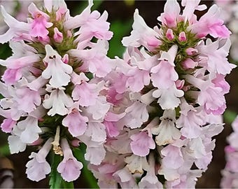 Könnte beinhalten: Zwei Blütenstände mit blassrosa und weißen Blüten, die aus vielen kleinen, gerüschten Blütenblättern in einer vertikalen Ährenform bestehen. Die Blüten haben zarte, helle Blätter mit dunkelrosa Akzenten zur Mitte hin und grüne Stängel.