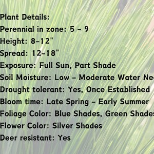May include: Plant details: Perennial in zone 5-9, height 8-12 inches, spread 12-18 inches, full sun or partial shade, low to moderate water needs, drought tolerant, blooms late spring to early summer, blue and green foliage, silver flowers, deer resistant.