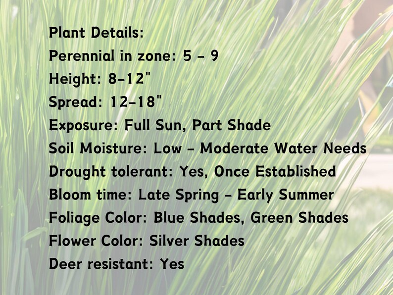 May include: Plant details: Perennial in zone 5-9, height 8-12 inches, spread 12-18 inches, full sun or partial shade, low to moderate water needs, drought tolerant, blooms late spring to early summer, blue and green foliage, silver flowers, deer resistant.