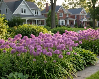 5 Live Perennial Allium Summer Beauty Bulk Deer Resistant Garden Plants Flowers Herbs