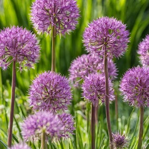 10/15/30/50 Wholesale Live Perennial Allium &#39;Summer Beauty&#39; Bulk Discount Plants Flowers Herbs Rabbit Deer Resistant Garden Pollinator Zone3