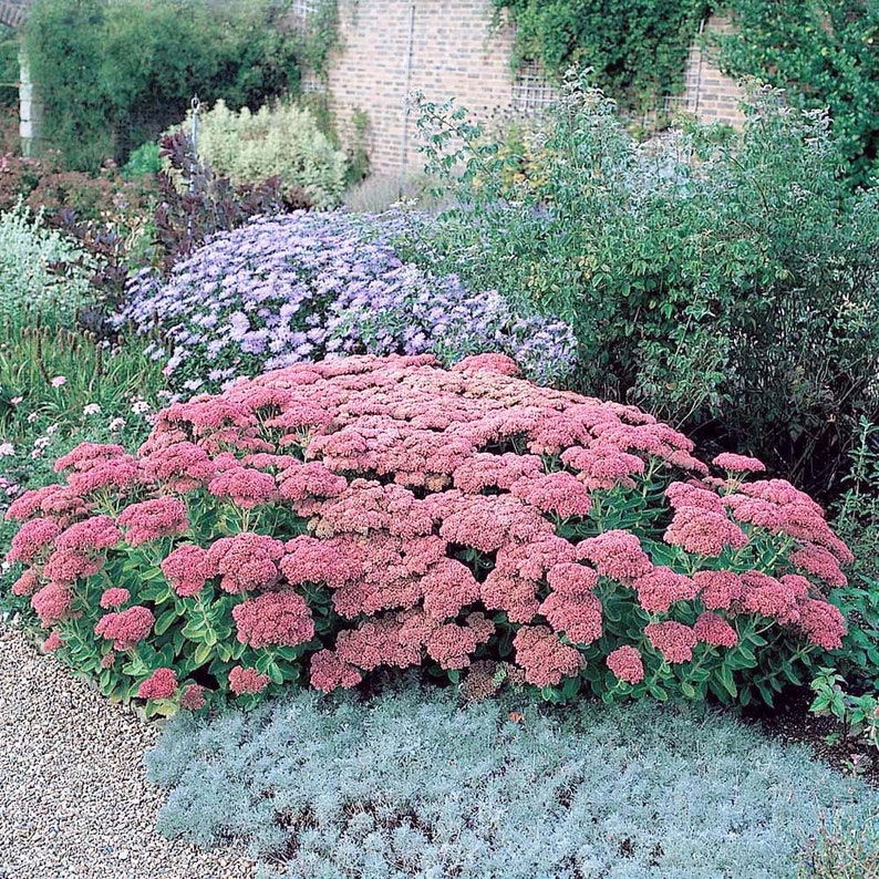Sedum Autumn Joy Stonecrop - Thumbnail 4