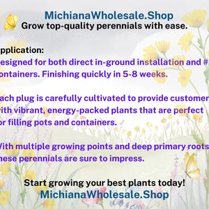 10/15/30 Perennial Sesleria Greenlee Hybrid Ornamental Grass Bulk Landscape Plants image 6