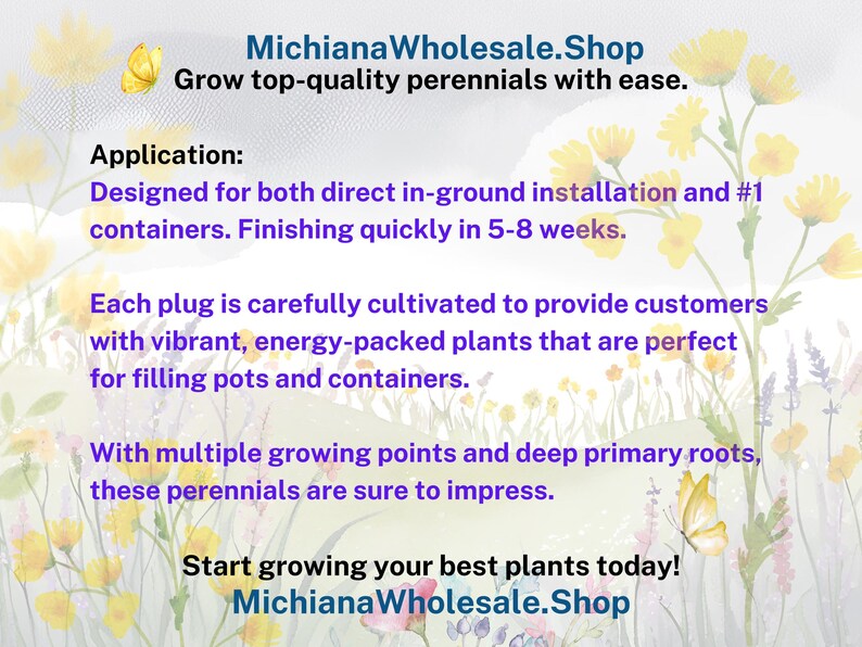 10/15/30 Perennial Sesleria Greenlee Hybrid Ornamental Grass Bulk Landscape Plants image 6