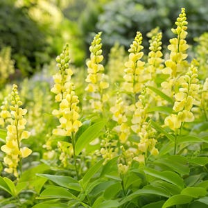 10/15/38 Baptisia Mojito Live Perennial Wholesale Plants Flowers Drought Tolerant Deer Rabbit Resistant Garden Pollinator Zone 4 Fragrant