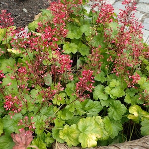 10/15/30 Bulk Discount Live Perennial Heuchera Chatterbox Coral Bell Shade Plants Flowers Deer Rabbit Resistant Drought Tolerant Groundcover