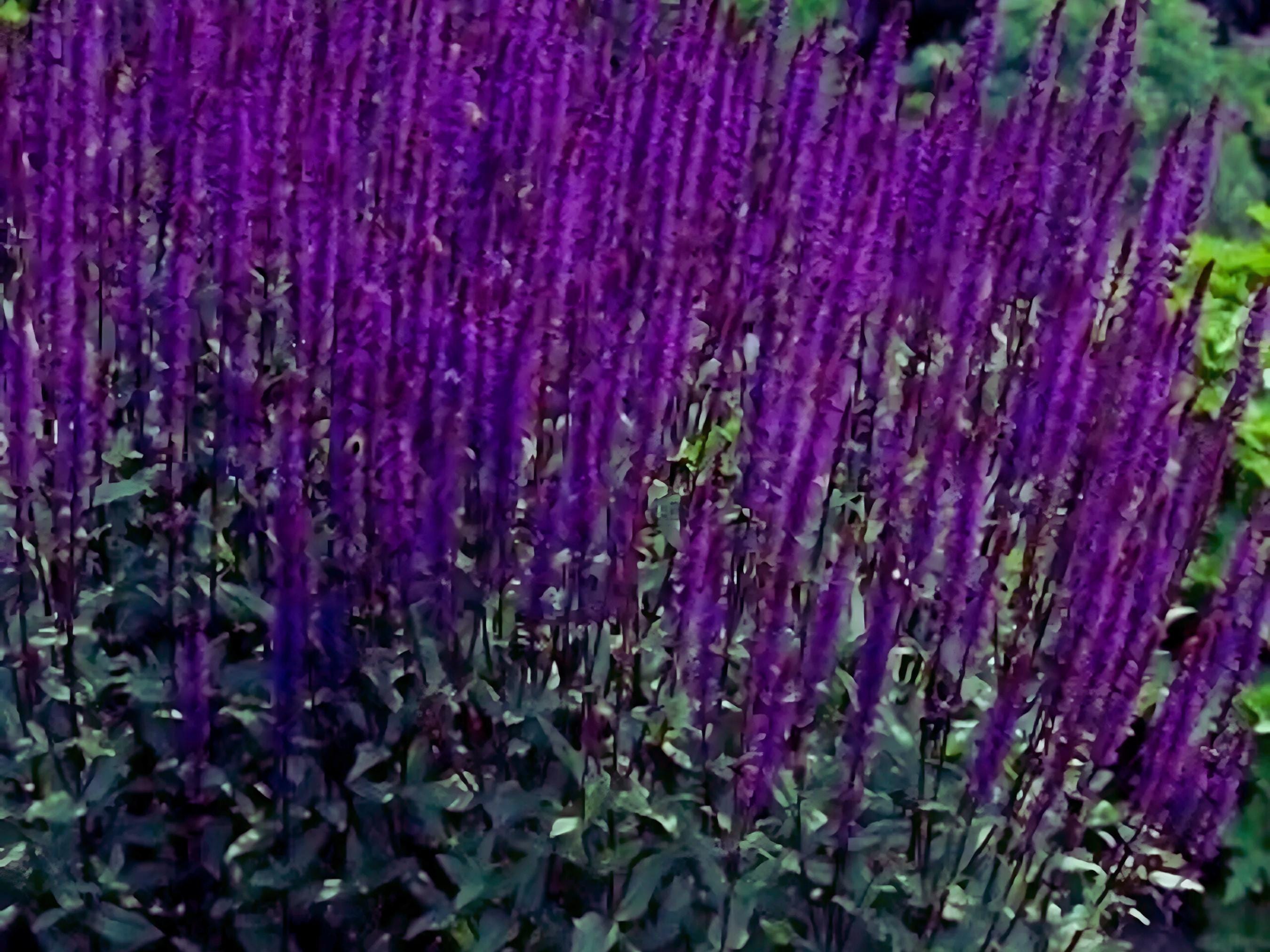 10/15/30 Bulk Discount Live Perennial Salvia Cardonna Sage-Meadow Flats Plants Flowers Herbs Deer Rabbit Resistant Garden Pollinator Zone 3