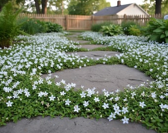 10/15/30 Perennial Isotoma fluviatilis Blue Star Creeper Ground Cover Plants, Deer Resistant Flowers Attract Hummingbirds, Stone Paver Plant