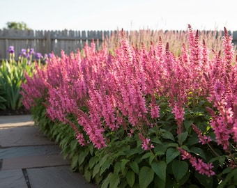 Salvia Rose Marvel Sage-Meadow Live Perennial Plant, Deer Resistant, Fragrant Flower, Extended Blooms, Attracts Hummingbirds, Zones 4-9