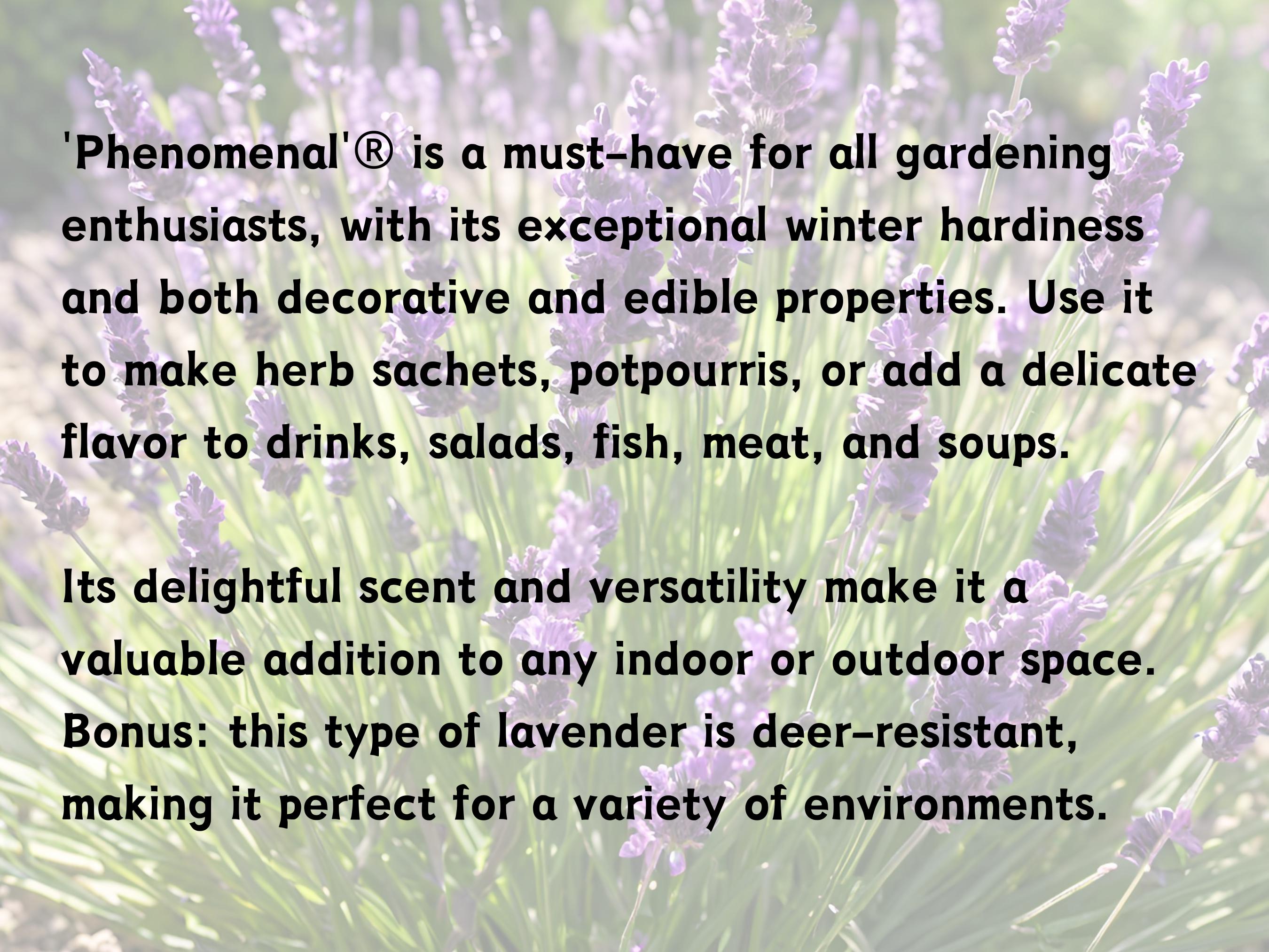 5 Live Perennial Lavender Phenomenal Bulk Landscape Plants Flower Herbs -  Etsy